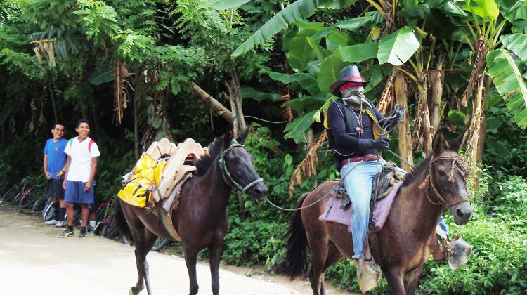 Bibliobandido riding a burro on a dirt road in a tropical setting